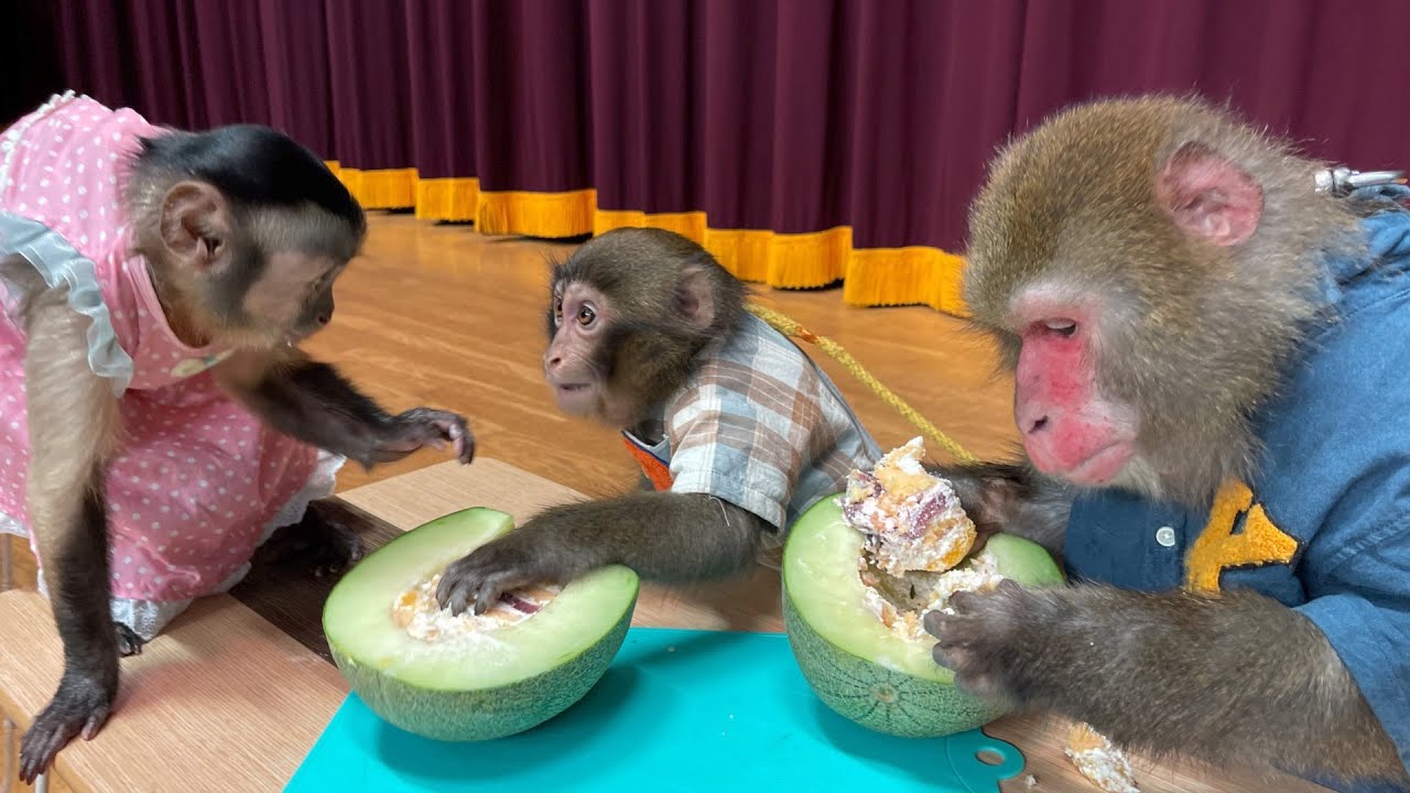 お猿さんたちのおやつタイム！今日は「メロンケーキ」だよ！！