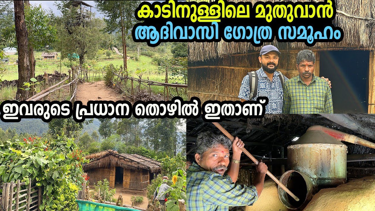ഇവിടുത്തെ ഇവരുടെ പ്രധാന തൊഴിലാണിത്..മുതുവാൻ ആദിവാസി ഗോത്ര സമൂഹം | muthuvan tribe