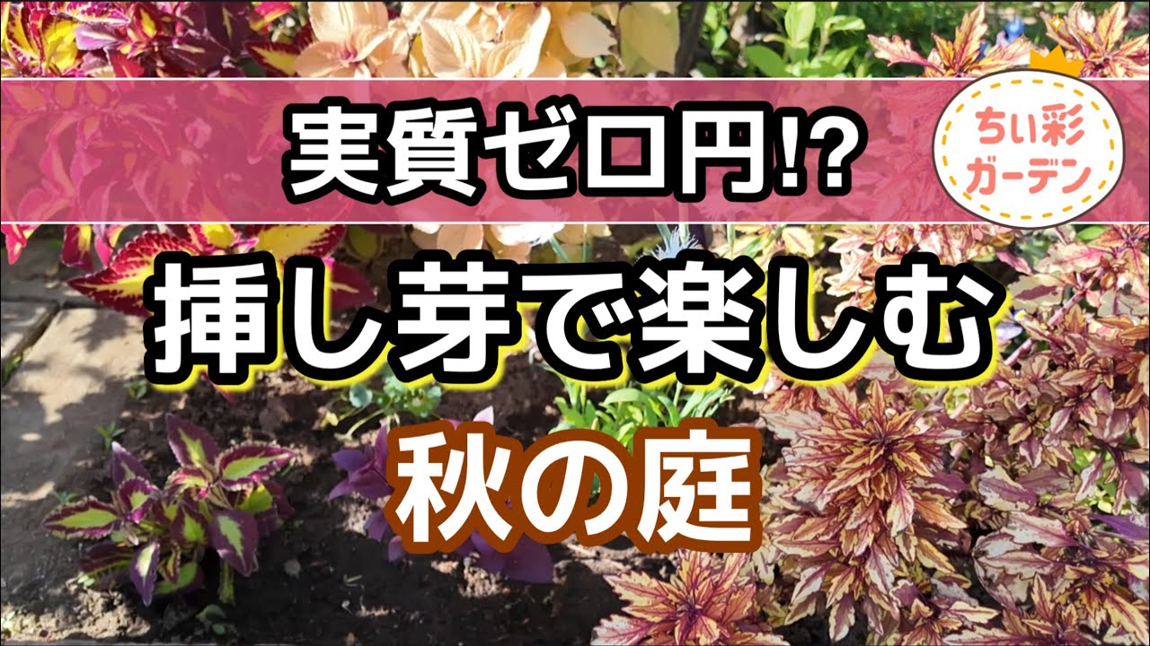 お得！簡単‼︎挿し芽で楽しむ秋の庭