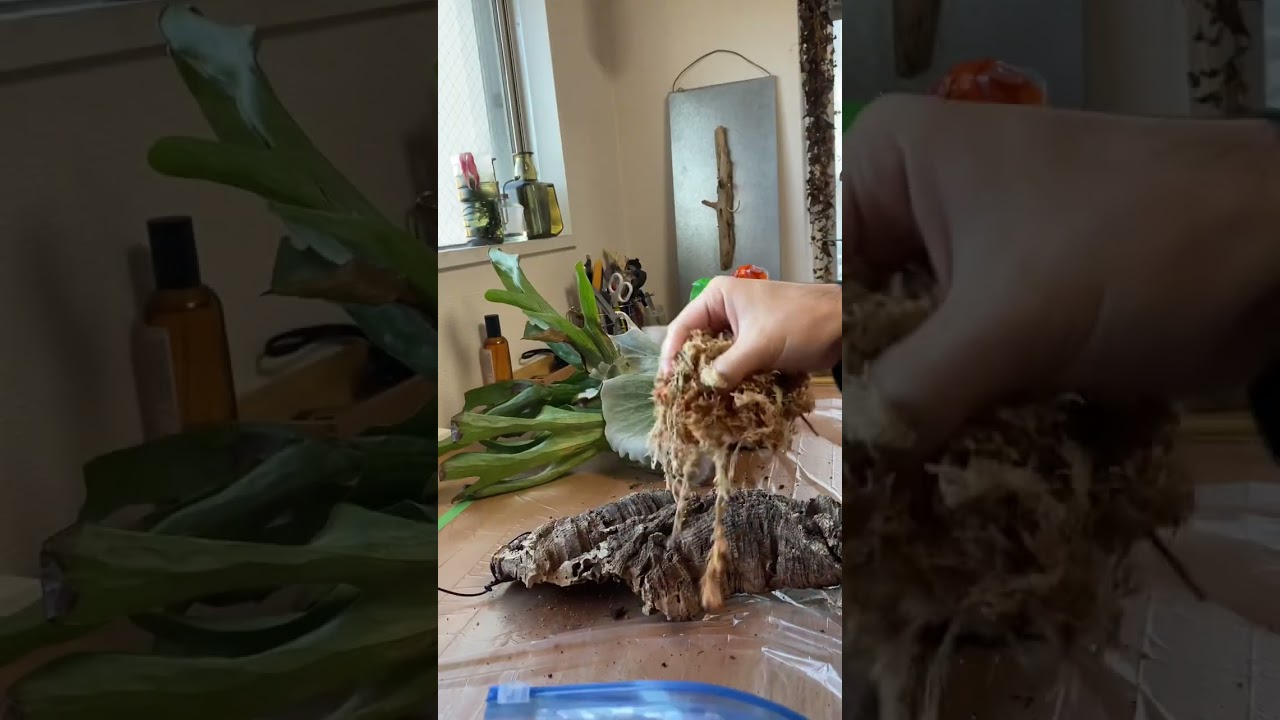 形の悪いビカクシダの板付け方法