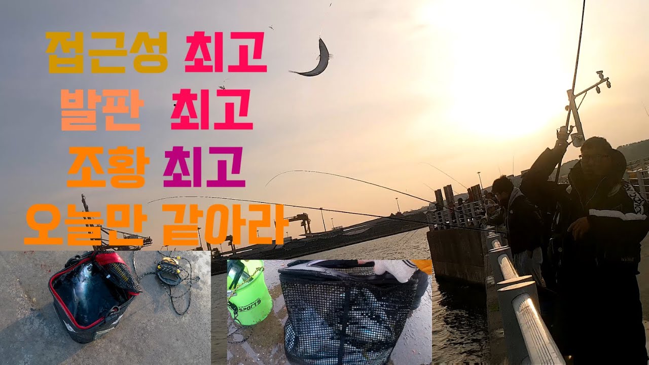 영일만 고등어 낚시 조황