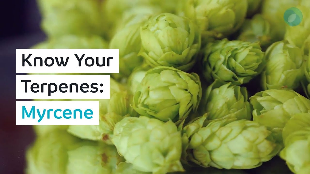 Know Your Terpenes: Myrcene