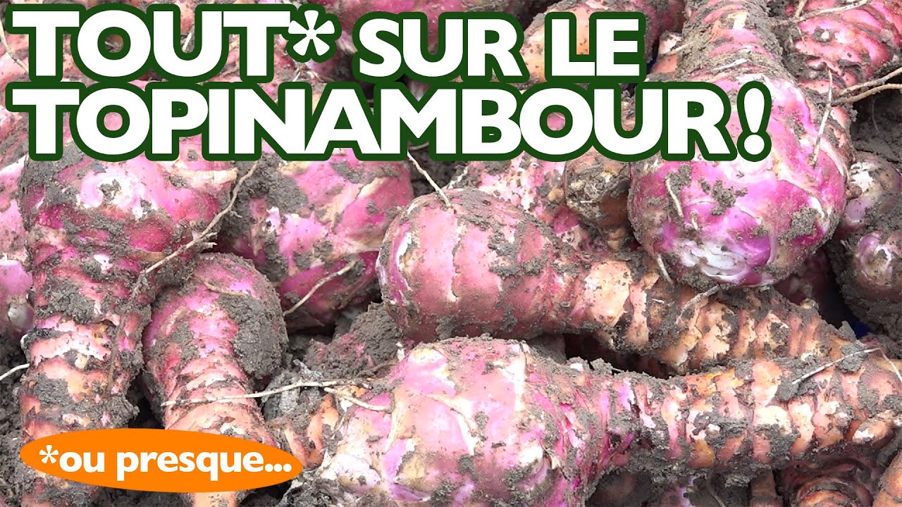 Histoire et récolte du Topinambour...  aka 