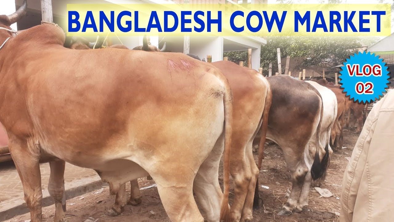 COW MARKET IN BANGLADESH: Cow market vlog #2