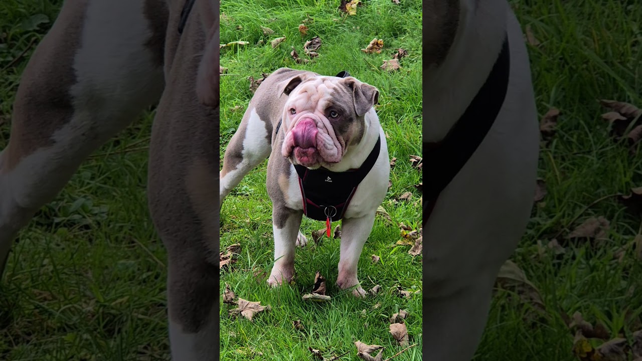 #bulldog