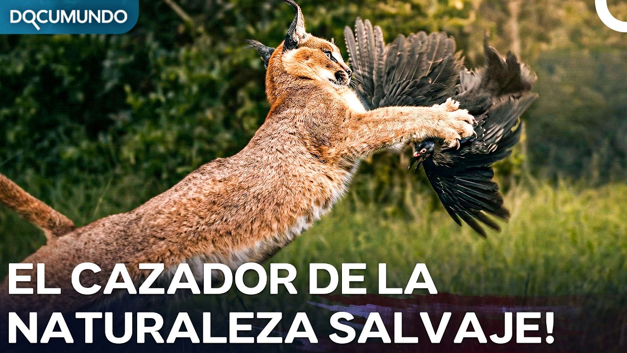 El Rey Misterioso del Bosque: Encuentro con el Lince | Documental Español