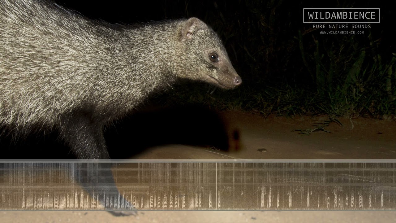 Mongoose Sounds & Calls