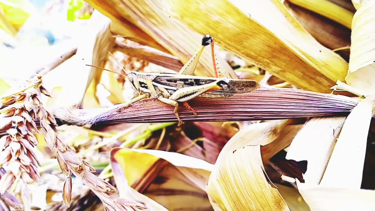 la flora y fauna de Sierra Peruana 🌲🌳🌲🦎🐦🦂🦌 [ Illahuasi ]
