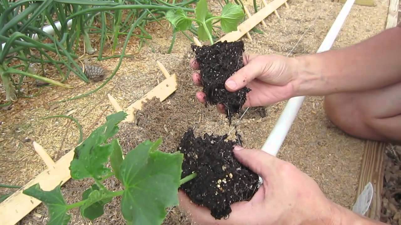 Vertical Gardening: How To Transplant Plants