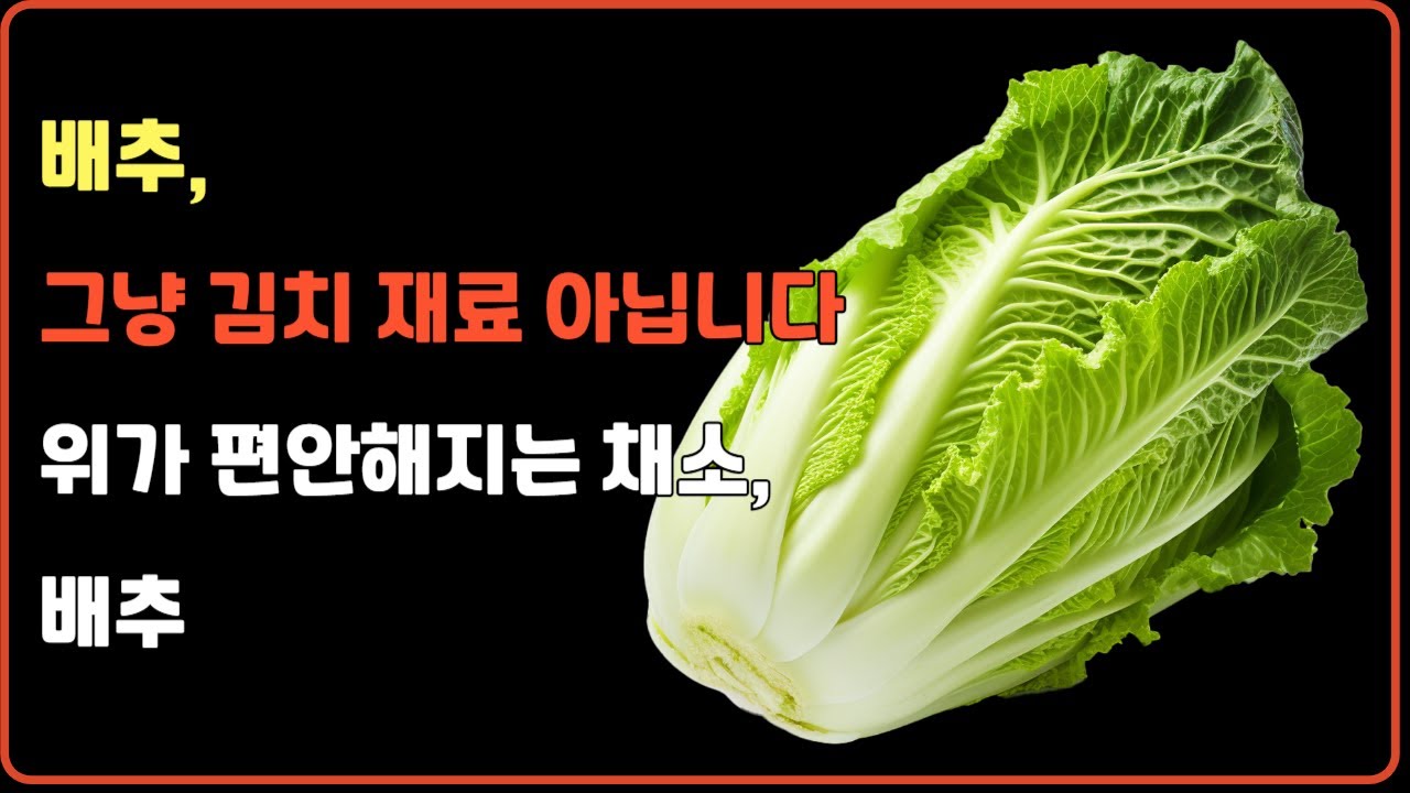 배추, 그냥 김치 재료 아닙니다위가 편안해지는 채소, 배추 #시니어 #시니어채널 #배추 #배추효능 #napa cabbage #글루코시놀레이트 #시니어영양정보 #건강정보채널