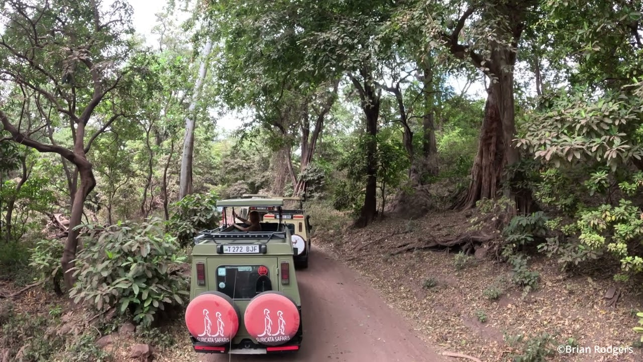 Tanzania - Safari -  Lake Manyara National Park (Day 3)