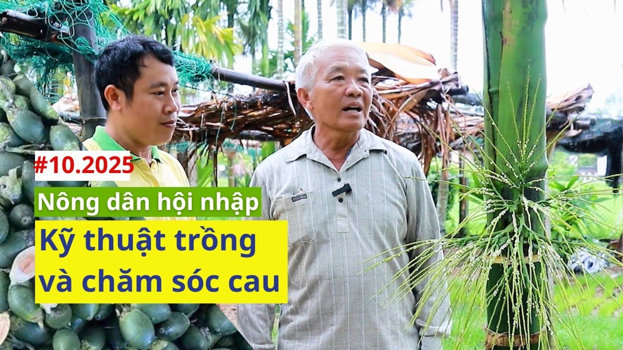 Kỹ thuật trồng cau đạt năng suất cao | NÔNG DÂN HỘI NHẬP | Số 10.2025