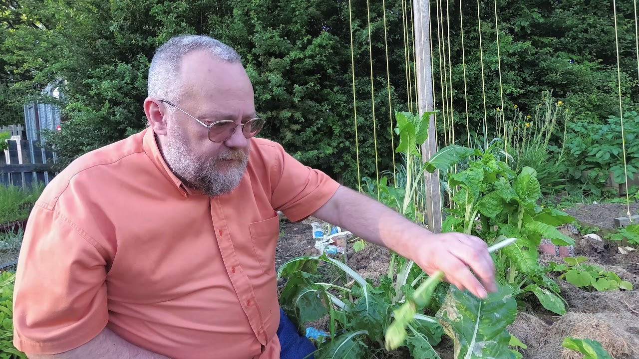 Jason’s Jungle - Bolting Chard - 10th June 2019