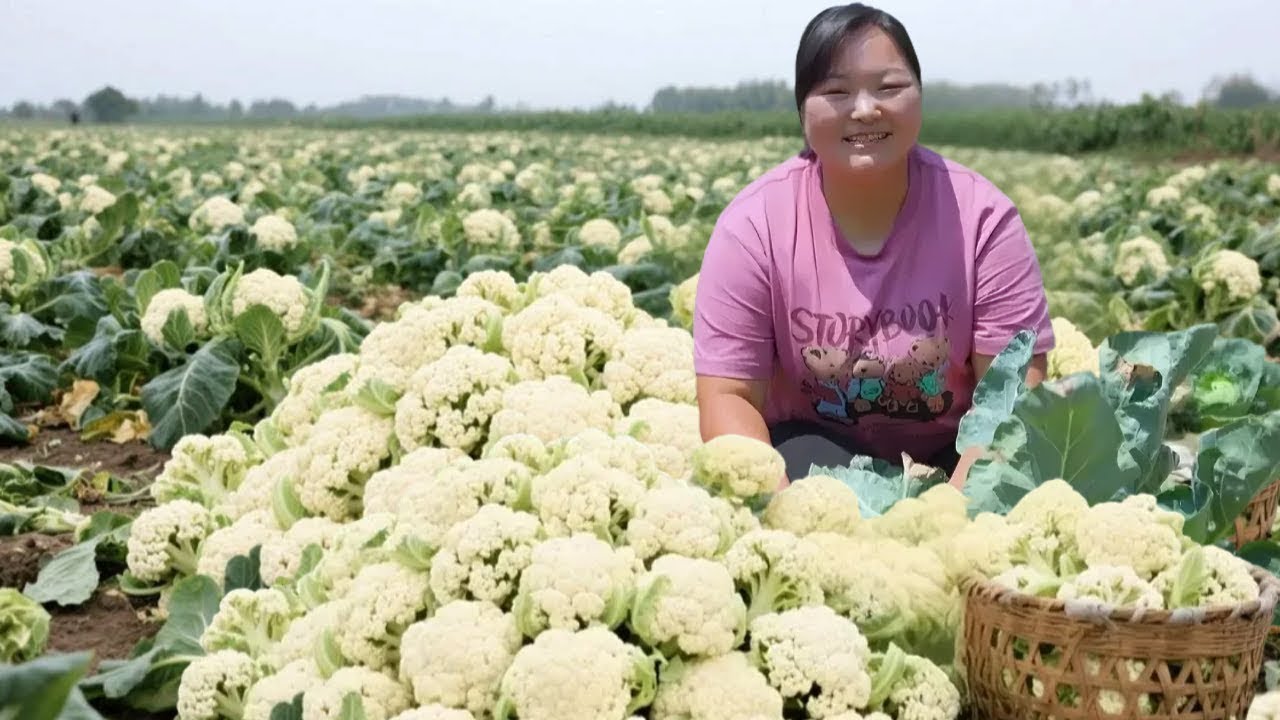 【陕北霞姐】老公唠叨菜花没种好，霞姐用仅有的几颗做炸菜花，一出锅都说香！