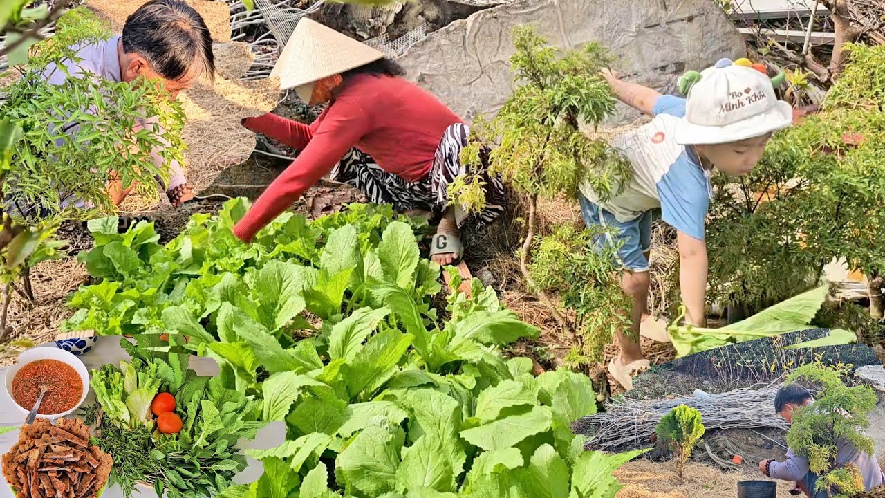 Thu hoạch mớ cải xanh, cải dúng và rau quế sau hơn một tháng gieo hạt và ăn kèm với chả cá thu chiên