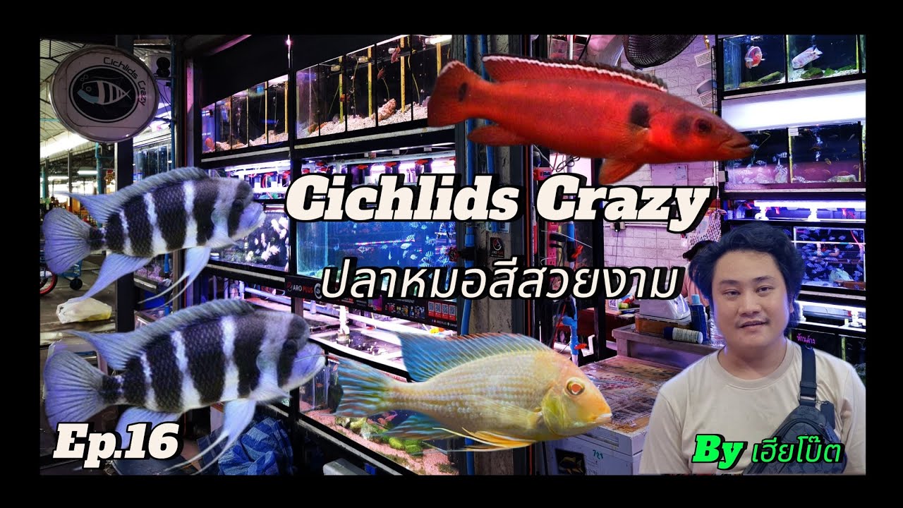 Cichlids​ Crazy​ ปลาหม​อสี​สวยงาม​ 🐟 by เฮีย​โบ๊ต Ep.16