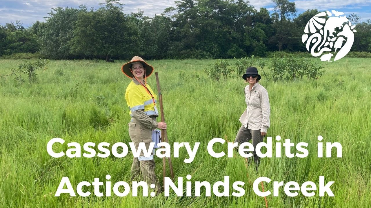 Cassowary Credits in Action: Ninds Creek