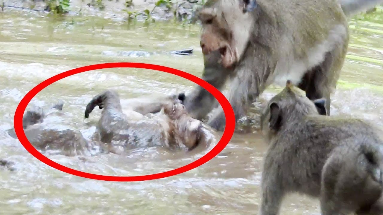 OMG! Why Big Monkey Do Like This With Small Monkey