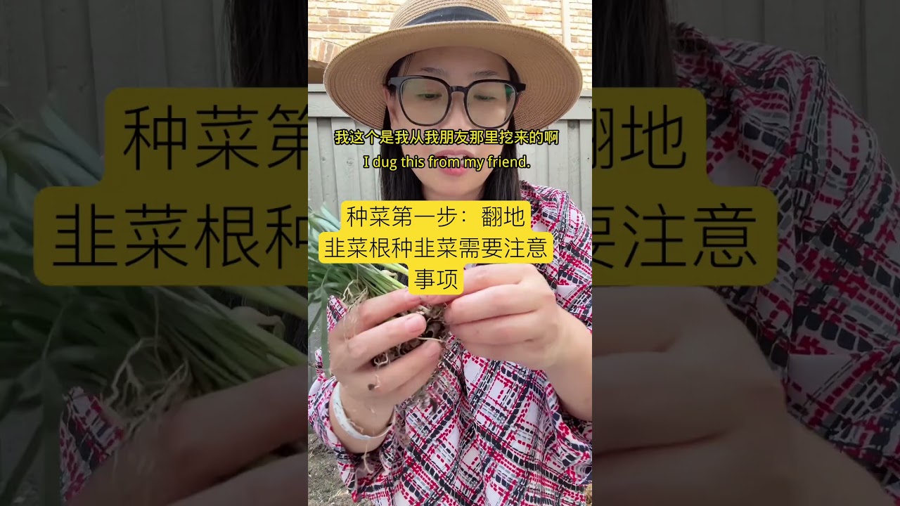 【种菜篇】翻地，种韭菜根 