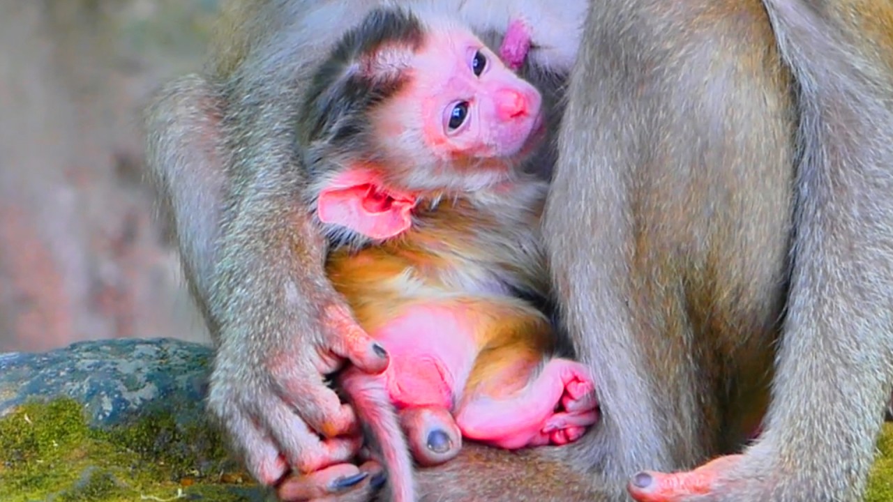 Breaking News! Libby’s Newborn Baby Monkey Officially Named “Levy” 🐒💖