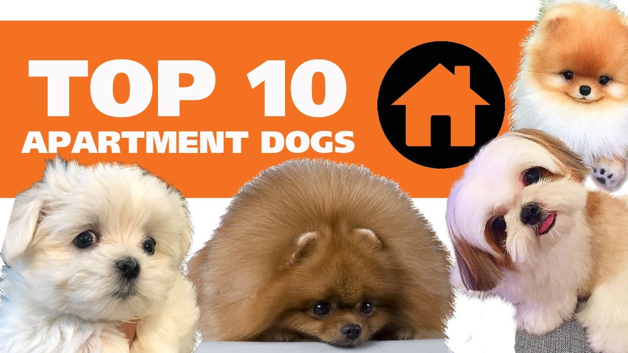 Орон сууцанд тохиромжтой 10 нохойн үүлдэр | TOP 10 Apartment Dogs | 톱 10 아파트 개