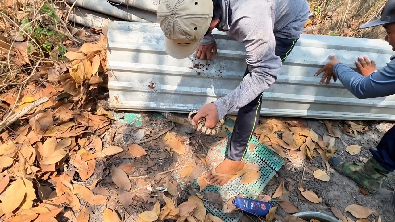 Hành Trình Đi Xa Đầu Năm Giúp Chủ Nhà Bắt Rắn Hổ Mang Dưới Nền Chuồng Heo Cũ || Giang Ca SB # 107