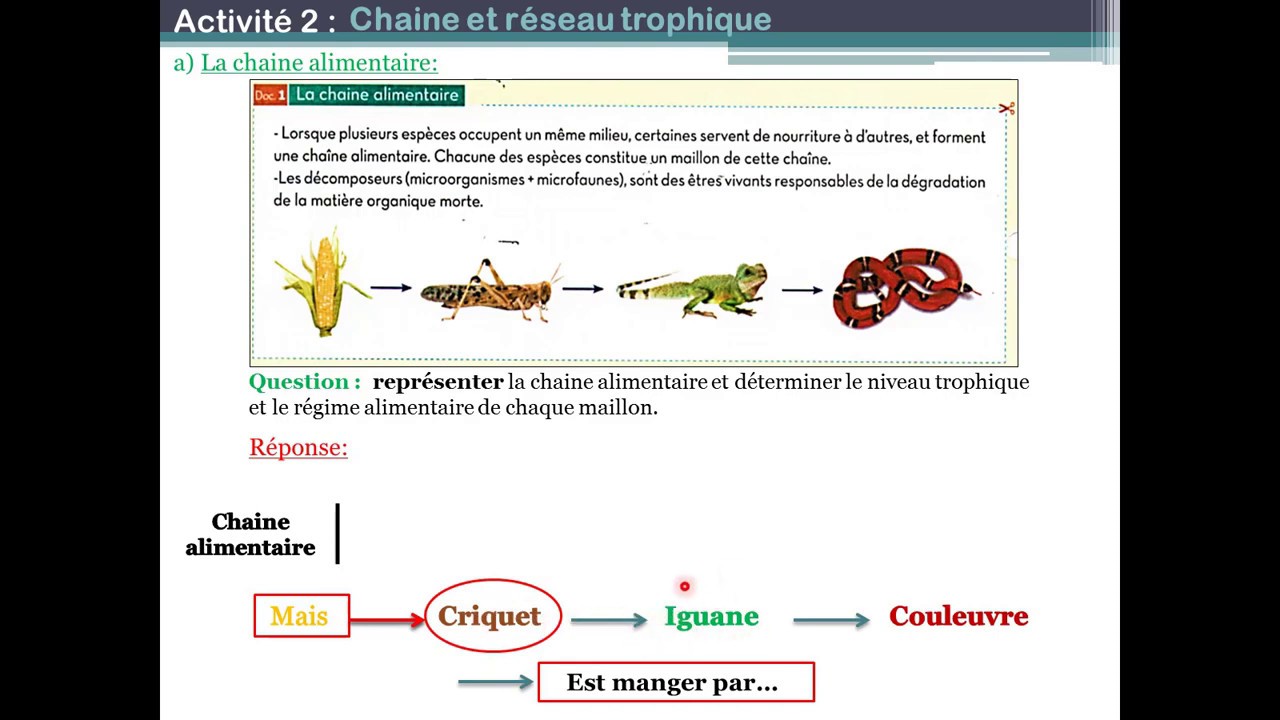chaîne et réseau trophique (chapitre 4)
