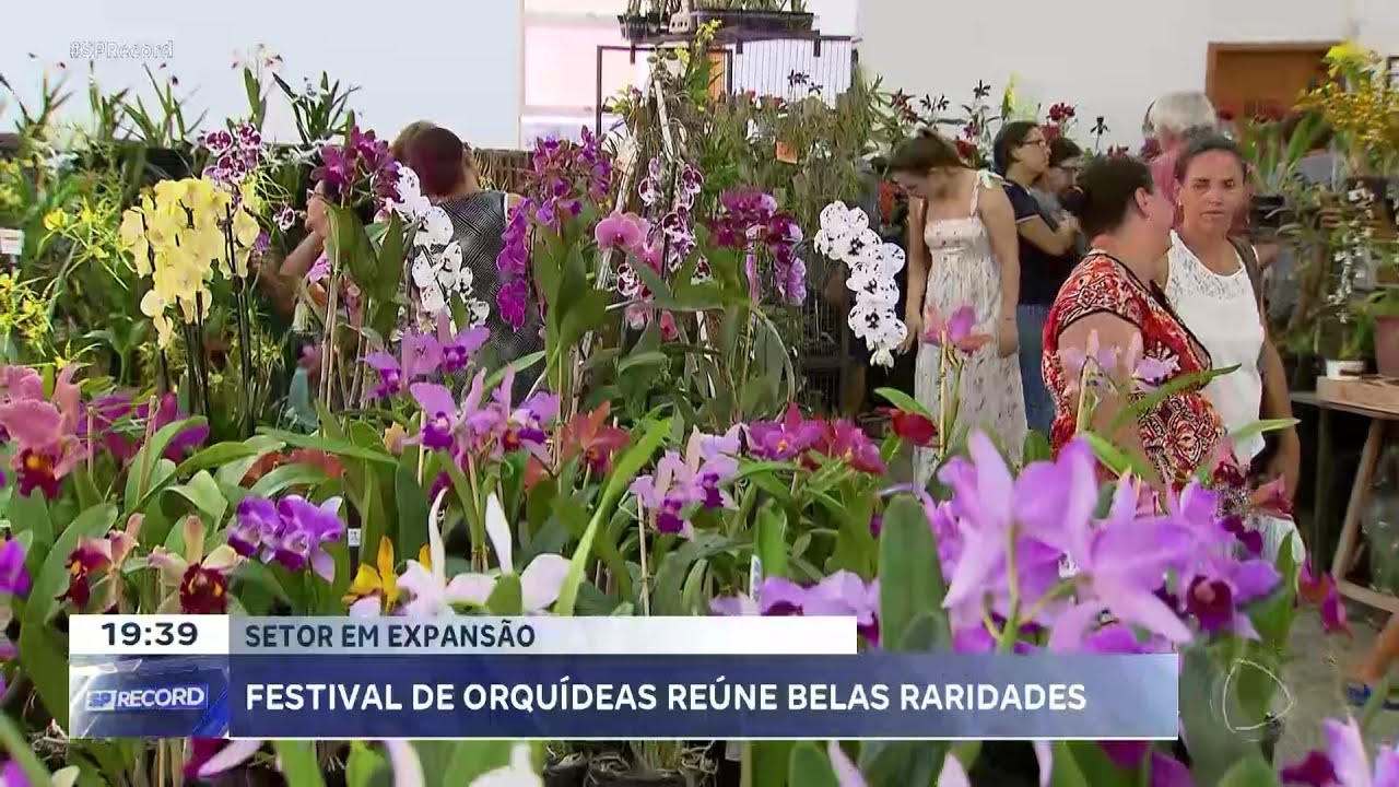 Festival de Orquídeas reúne belas raridades e atrai olhares curiosos, em Ribeirão Preto