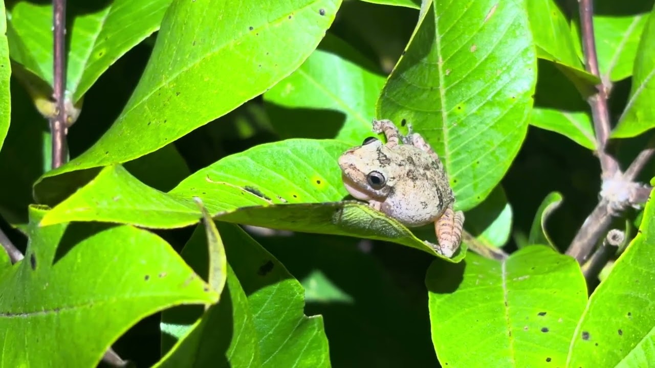 Vocalização de Scinax rogerioi 