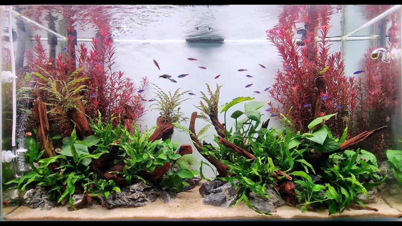 STEP BY STEP montage d'un aquascaping pour un abonné + bonus