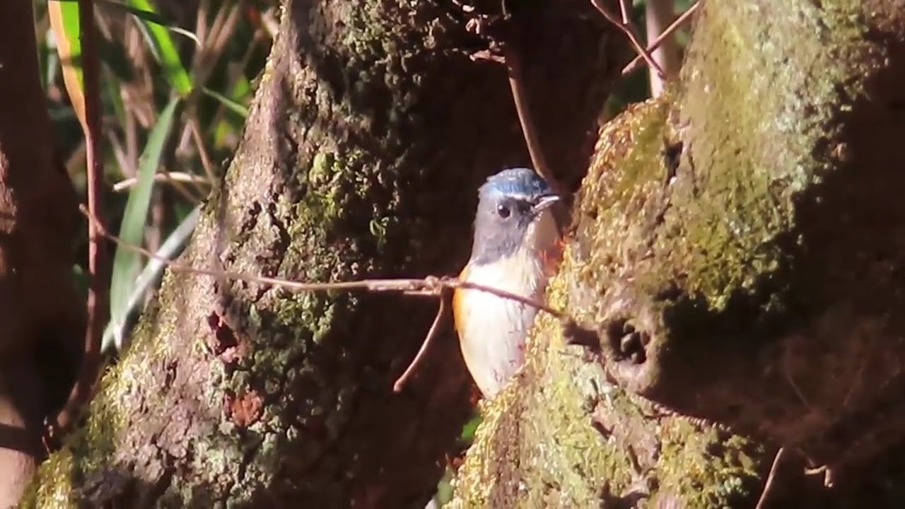 ルリビタキ_10_平山城址公園+長沼公園_Red-flanked Bluetail_4K