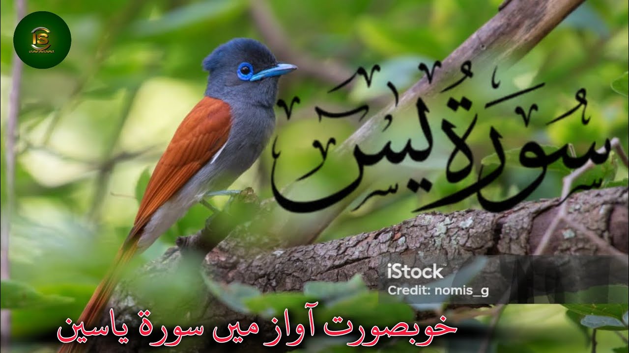surah Yasin recitation with beautiful voice and beautiful background video..💗
