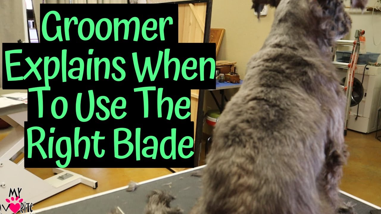How Groomers Use The 10,7FC,4FC and 15 Blade