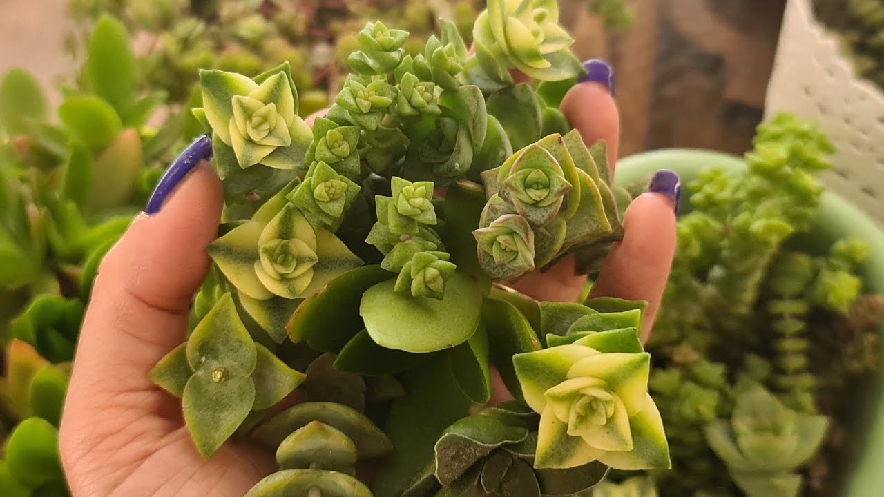 CRASSULA BAKIMI ÇOĞALTILMASI TOPRAĞI SULANMASI...