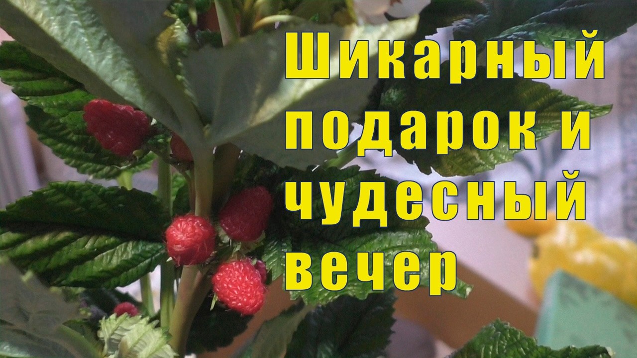 ШИКАРНЫЙ ПОДАРОК ОТ ОКСАНОЧКИ/ЧУДЕСНЫЙ ВЕЧЕР / 27 и 28 февраля 2026