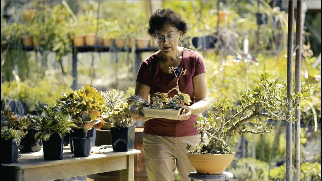Succulent Bonsai | Coachwood Nursery