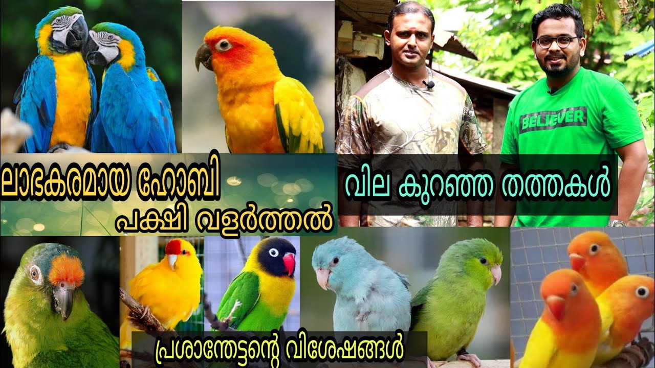 ആലപ്പുഴയിൽ വർഷങ്ങളായി പക്ഷികളെ വളർത്തുന്ന പ്രശാന്തേട്ടന്റെ വിശേഷങ്ങൾ || Macaw parrot || African