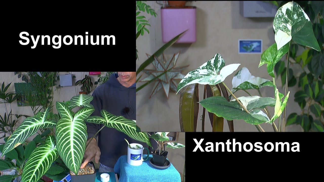 Syngonium Pflege Avocado gerettet Xanthosoma lindenii Angel Wings Pflege im Pflanzenreich