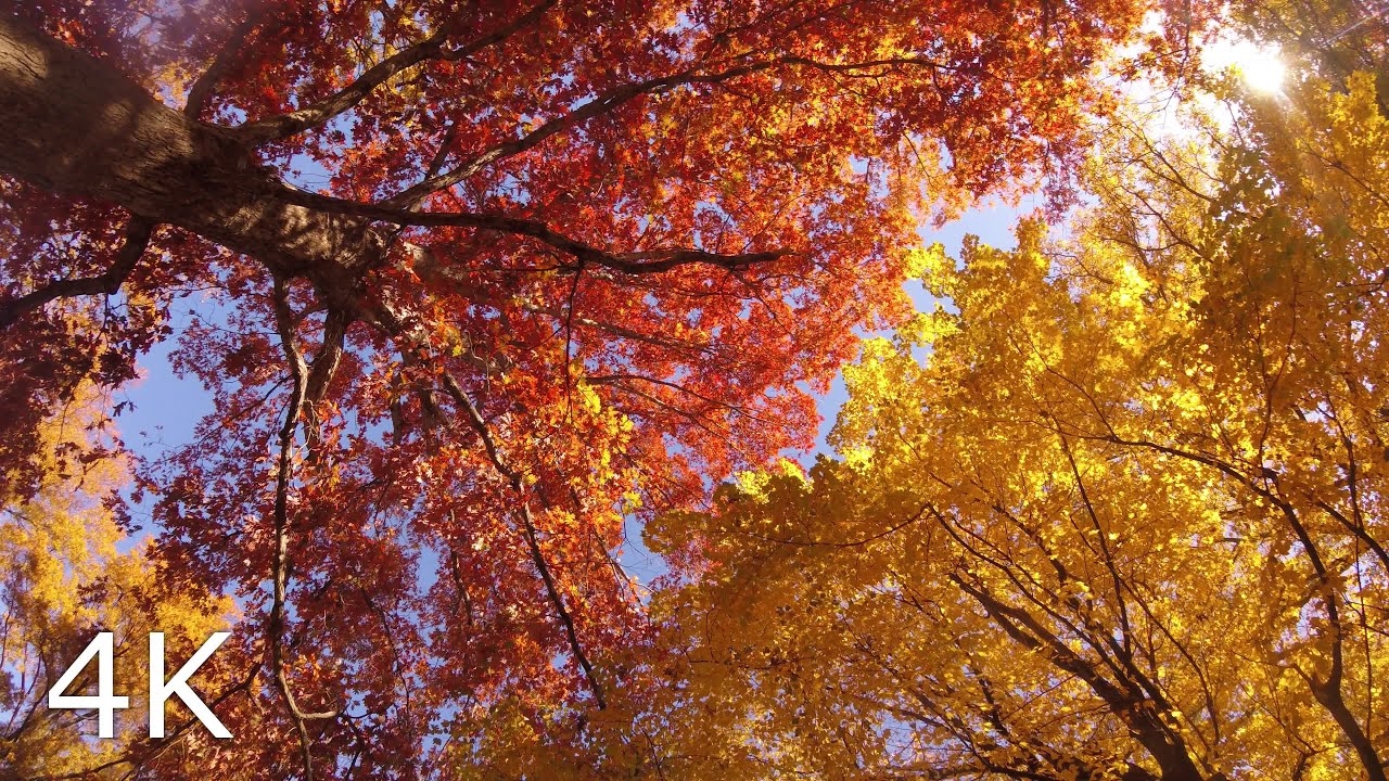 Brilliant Red & Yellow Fall Maple Canopy 🌤️ Day 86 Forestscape (2 Hour Nature Escape in 4K)