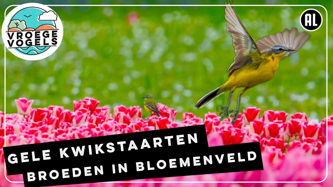 Gele kwikstaarten broeden in tulpenveld | TV | Vroege Vogels