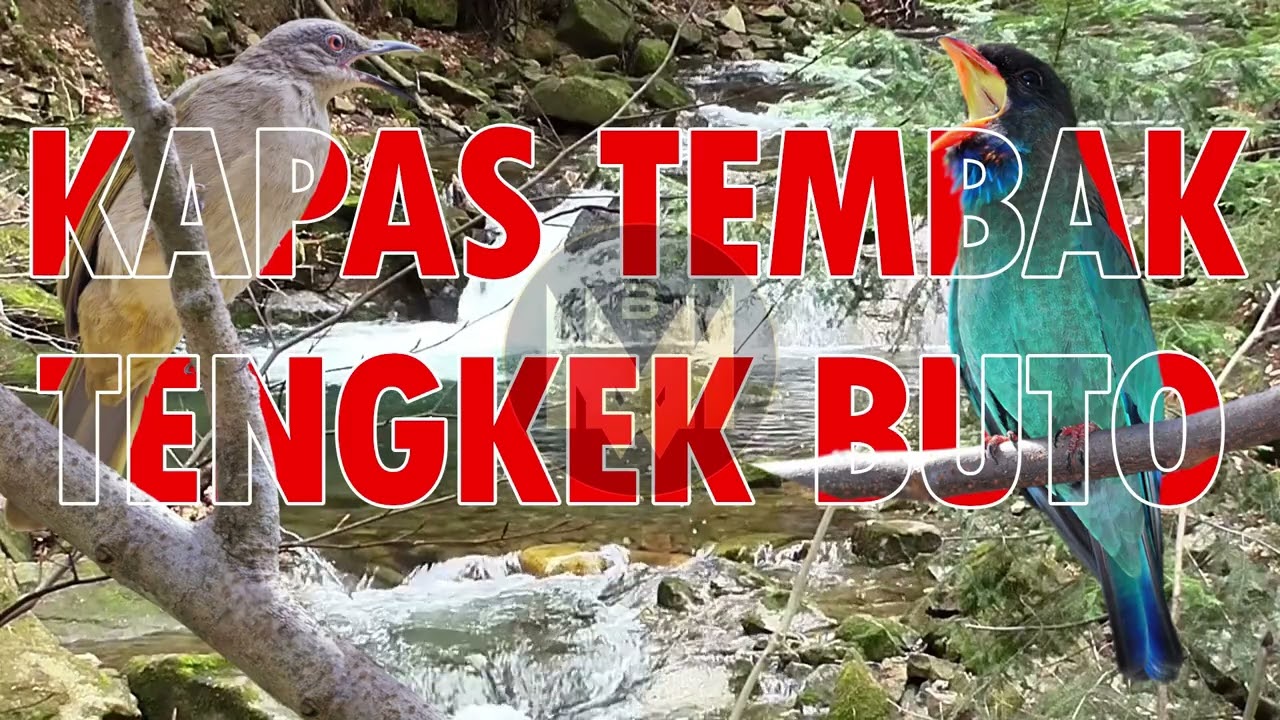 MASTERAN BURUNG TENGKEK BUTO & KAPAS TEMBAK PALING GACOR 2026 | Bikin Nembak & Isian Tajam!