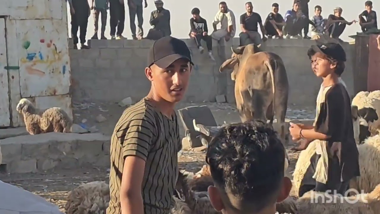 بناء الثلاث سوف من الحظيره وشراء وجبه من الخرفان  وتسقيف نص سقف الحظيره 