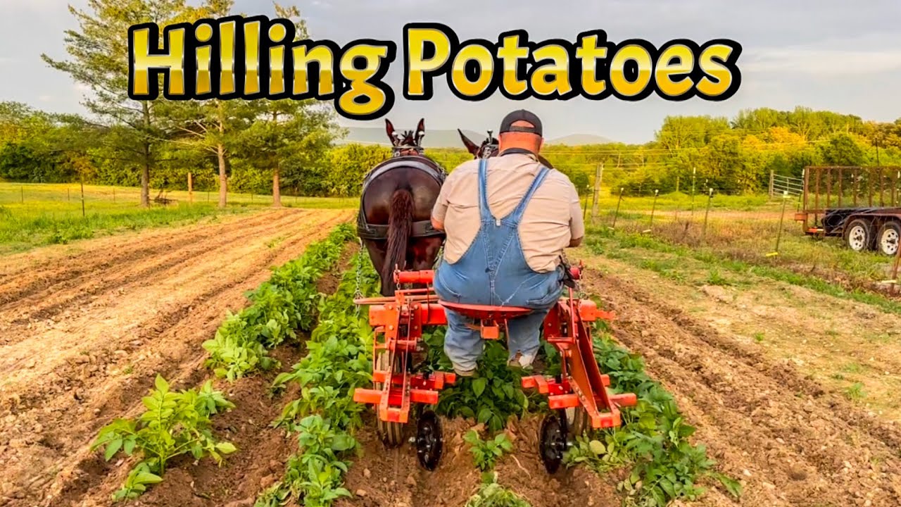 Mules CULTIVATE and HILL potatoes..#220 #potatofarming #mules #drafthorses #garden