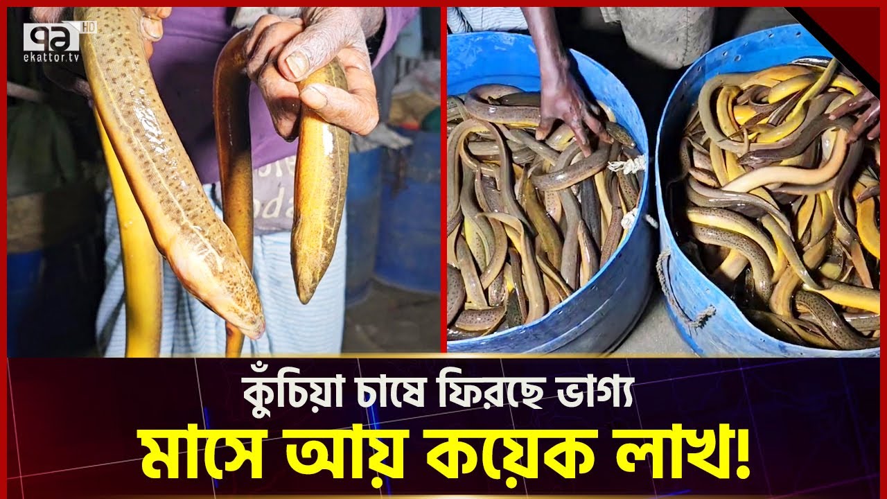 বাংলাদেশে অপছন্দের কুঁচিয়া মাছ বিদেশে পাঠিয়ে মানিকের ভাগ্যবদল | News | Ekattor Tv