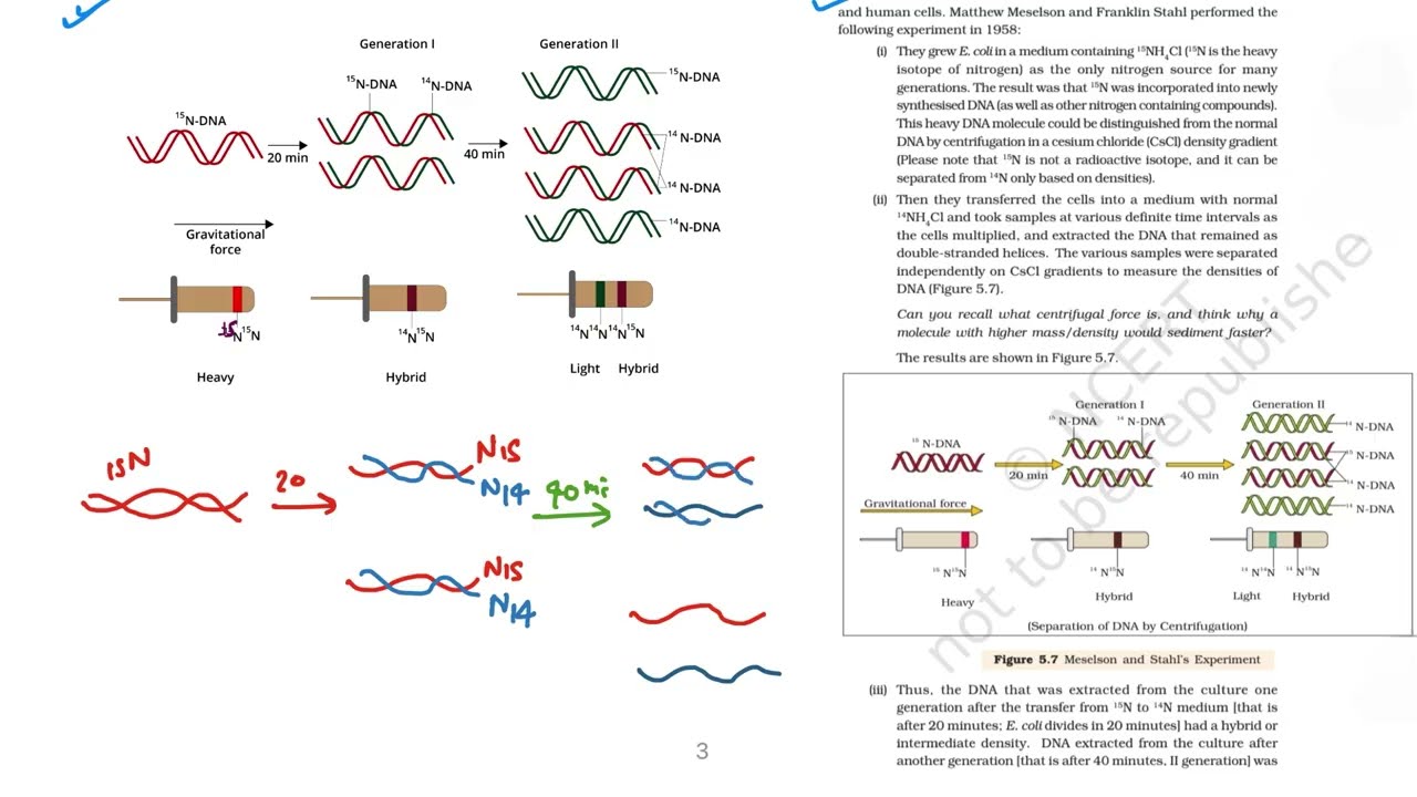 Meselson and Stahl Experiment | NCERT Line by Line | NEET & Class 12 Biology #neet2026 #neet #12th 