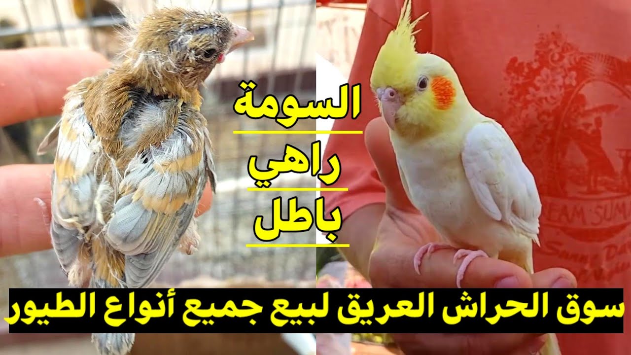سوق الحراش لبيع جميع أنواع الطيور : رغم ضيق المكان عشاق الطيور لا يستسلمون البعض يقول هذي هيا خبزتي 