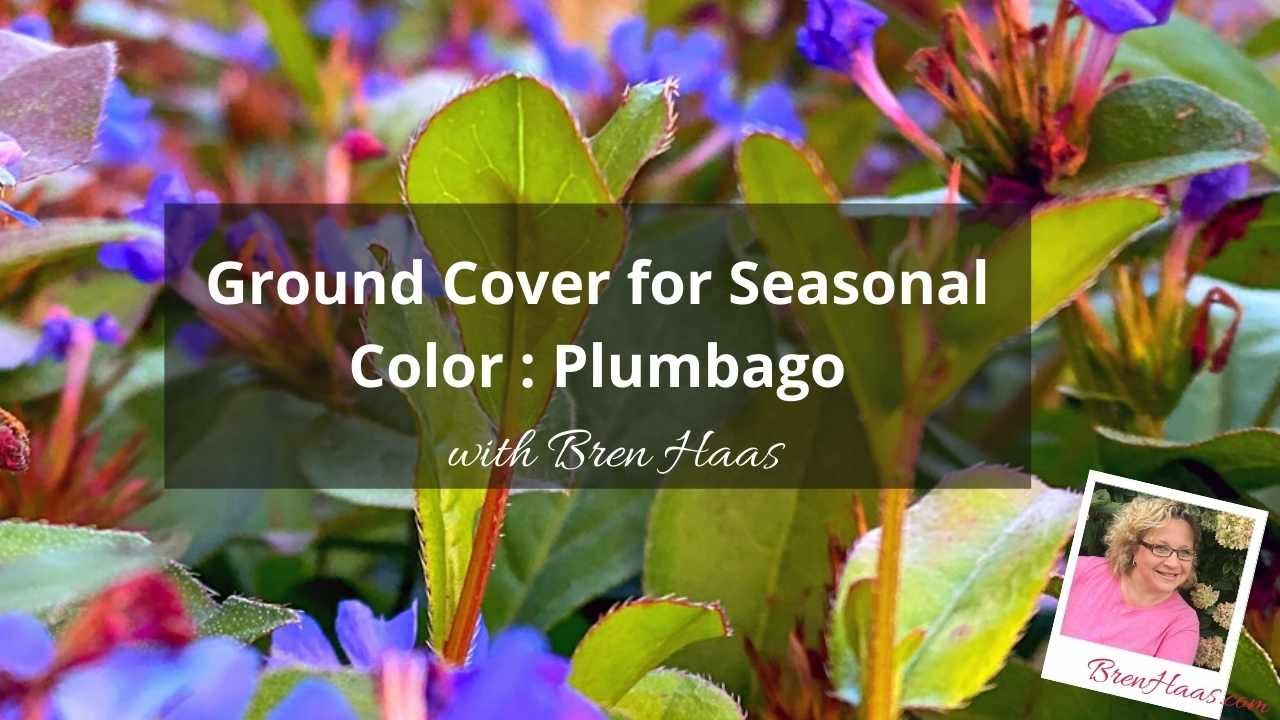 Hardy Plumbago For Seasonal Color