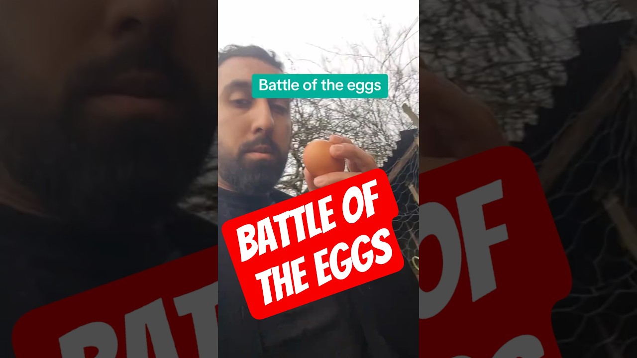 THE BEST EGGs you can get!