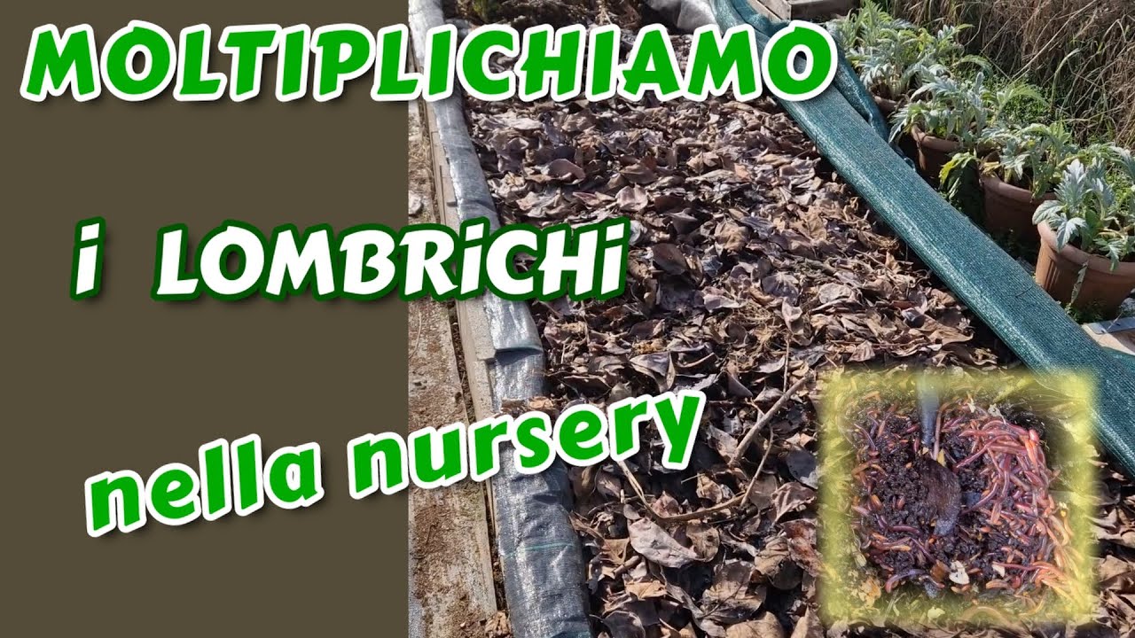 Lombricoltura - ecco come li moltiplico