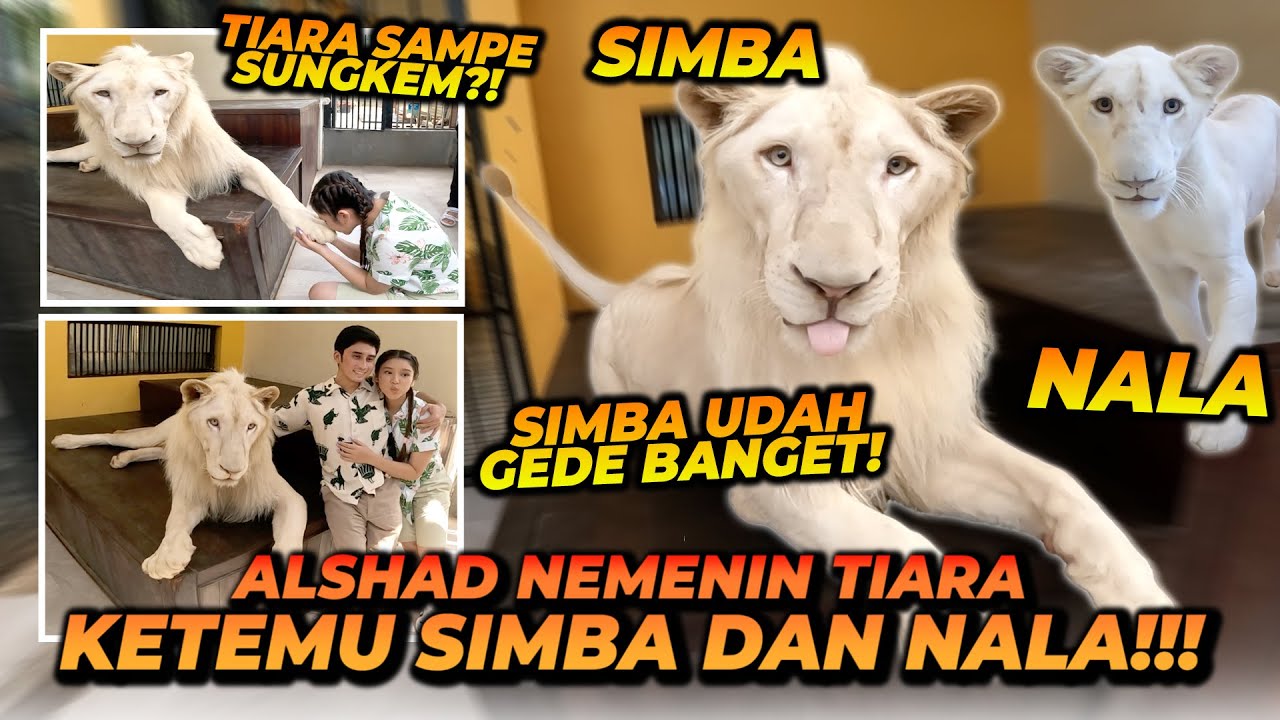 ALSHAD & TIARA MAEN BARENG SIMBA SI SINGA PUTIH ! TIARA BERANI BANGET INTERAKSI SAMA SINGA DEWASA !!